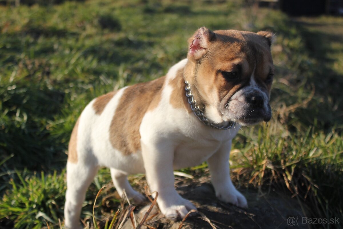 American bully