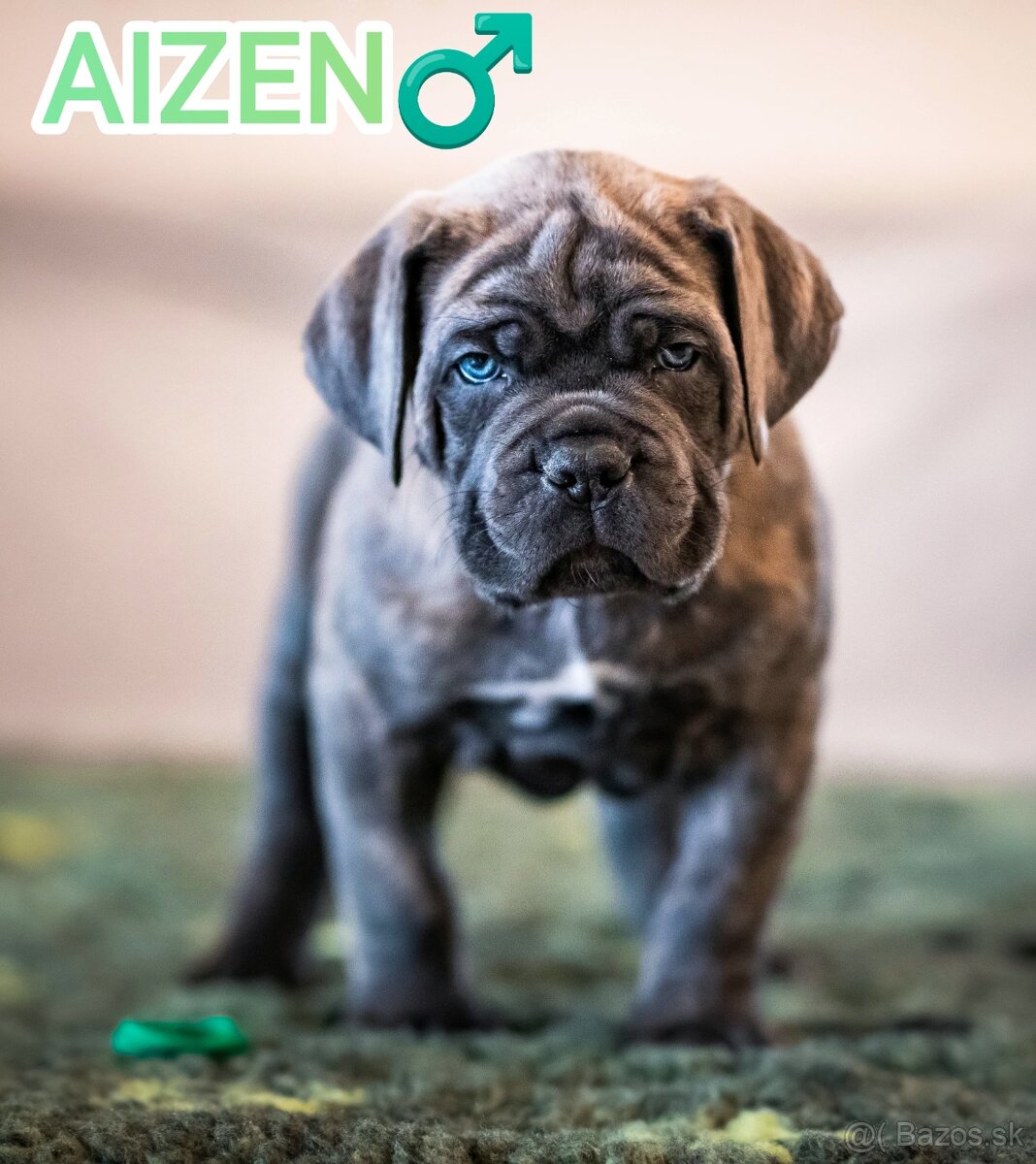 Cane Corso šteniatka s PP