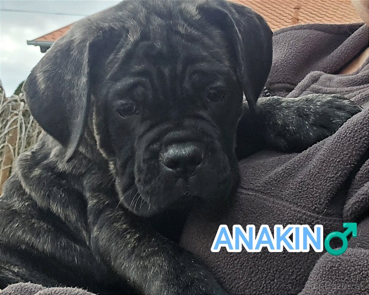 Cane Corso šteniatka s PP