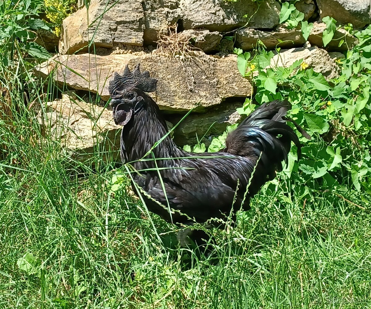 Ayam cemani