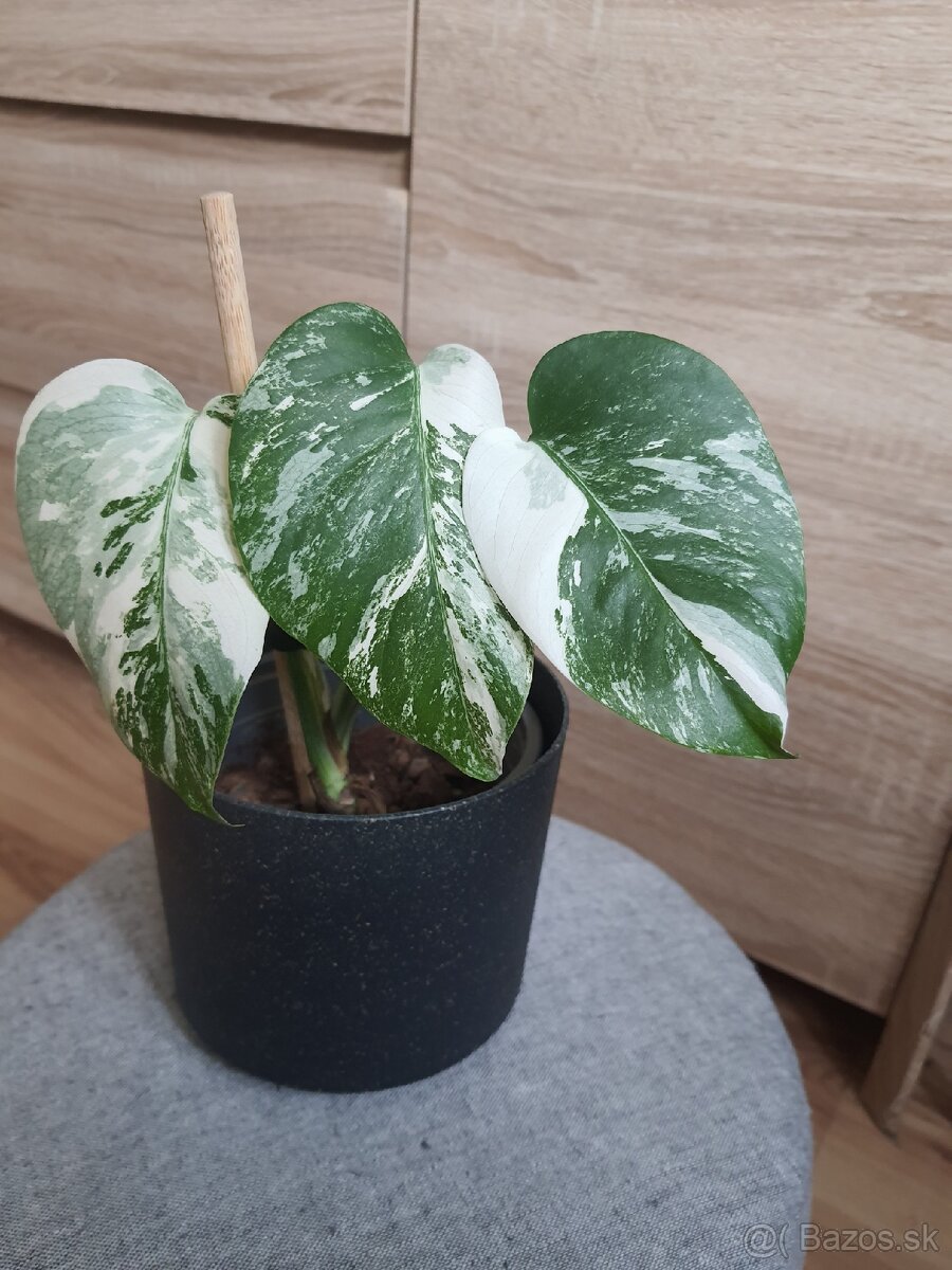 Monstera albo variegata