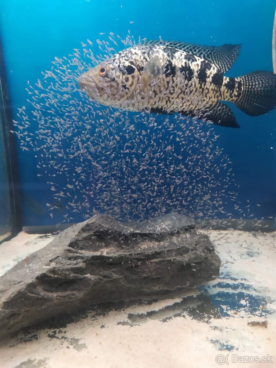 Parachromis managuensis