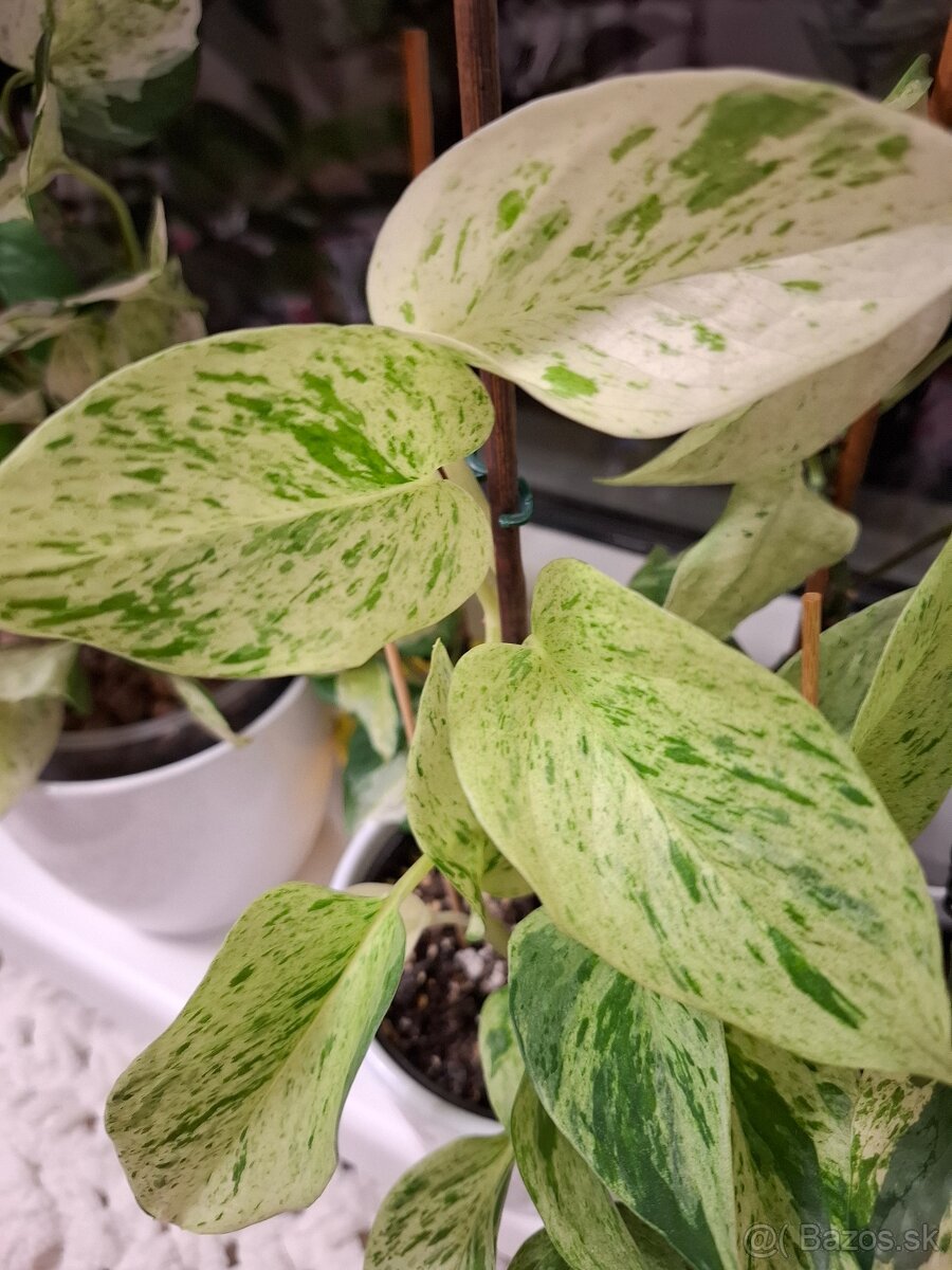 Epipremnum MARBLE QUEEN, Snow