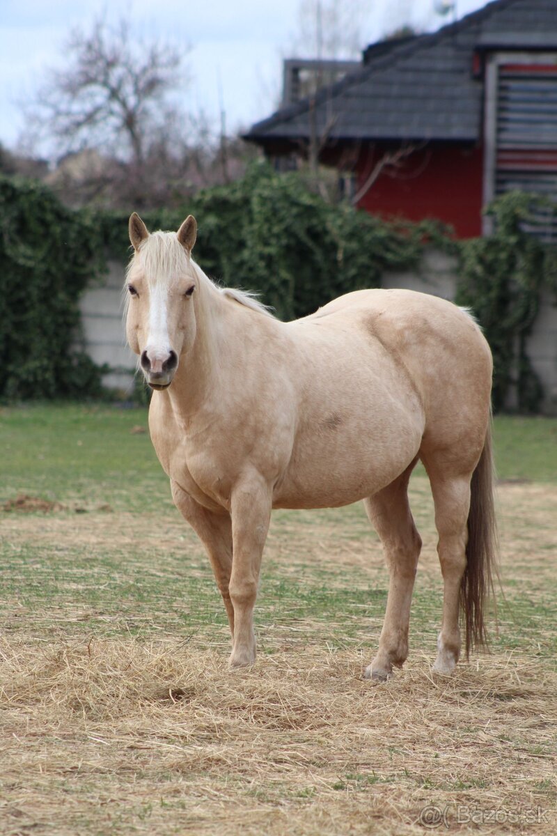 QH palomino kobyla