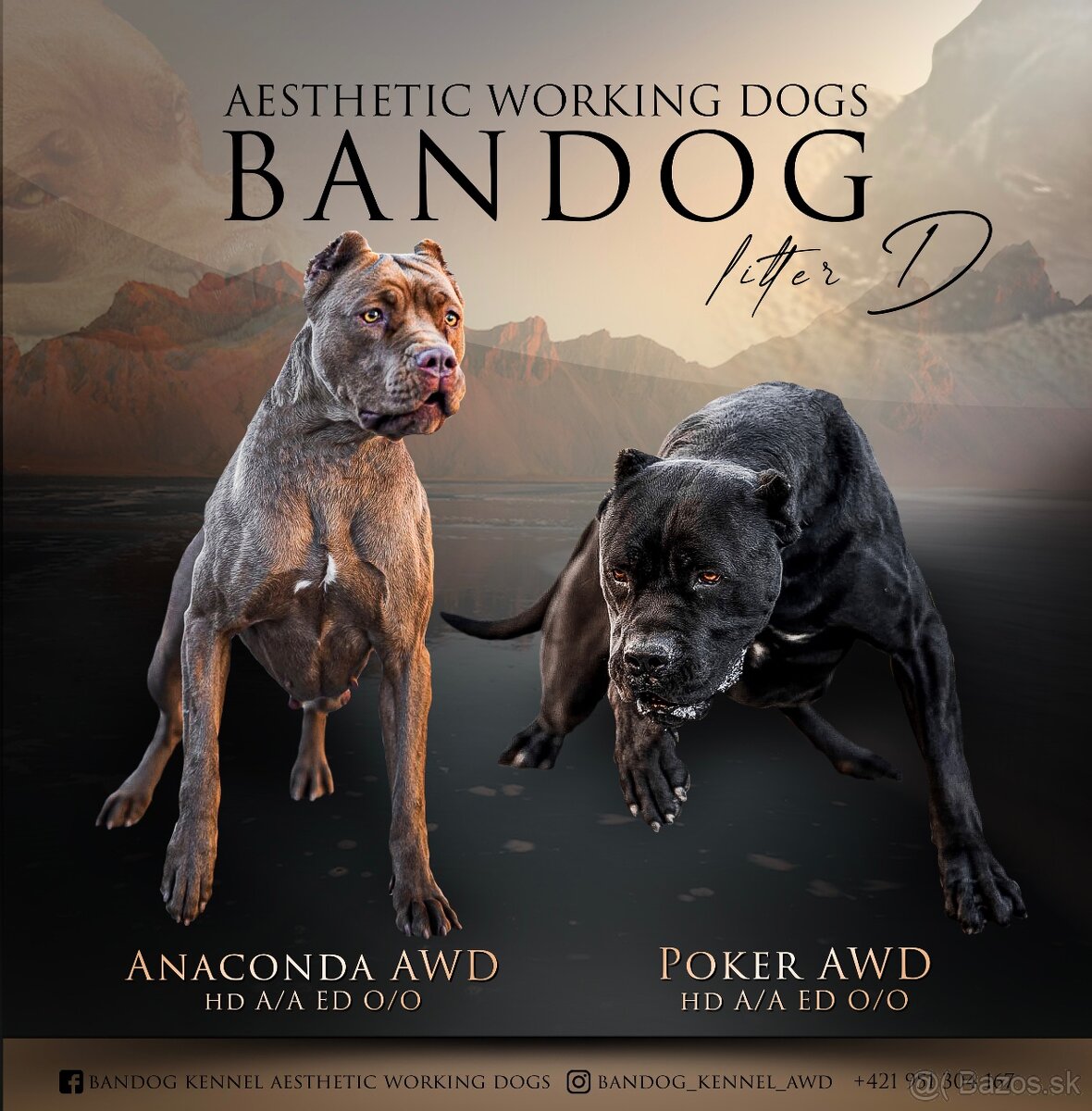 Bandog šteniatka