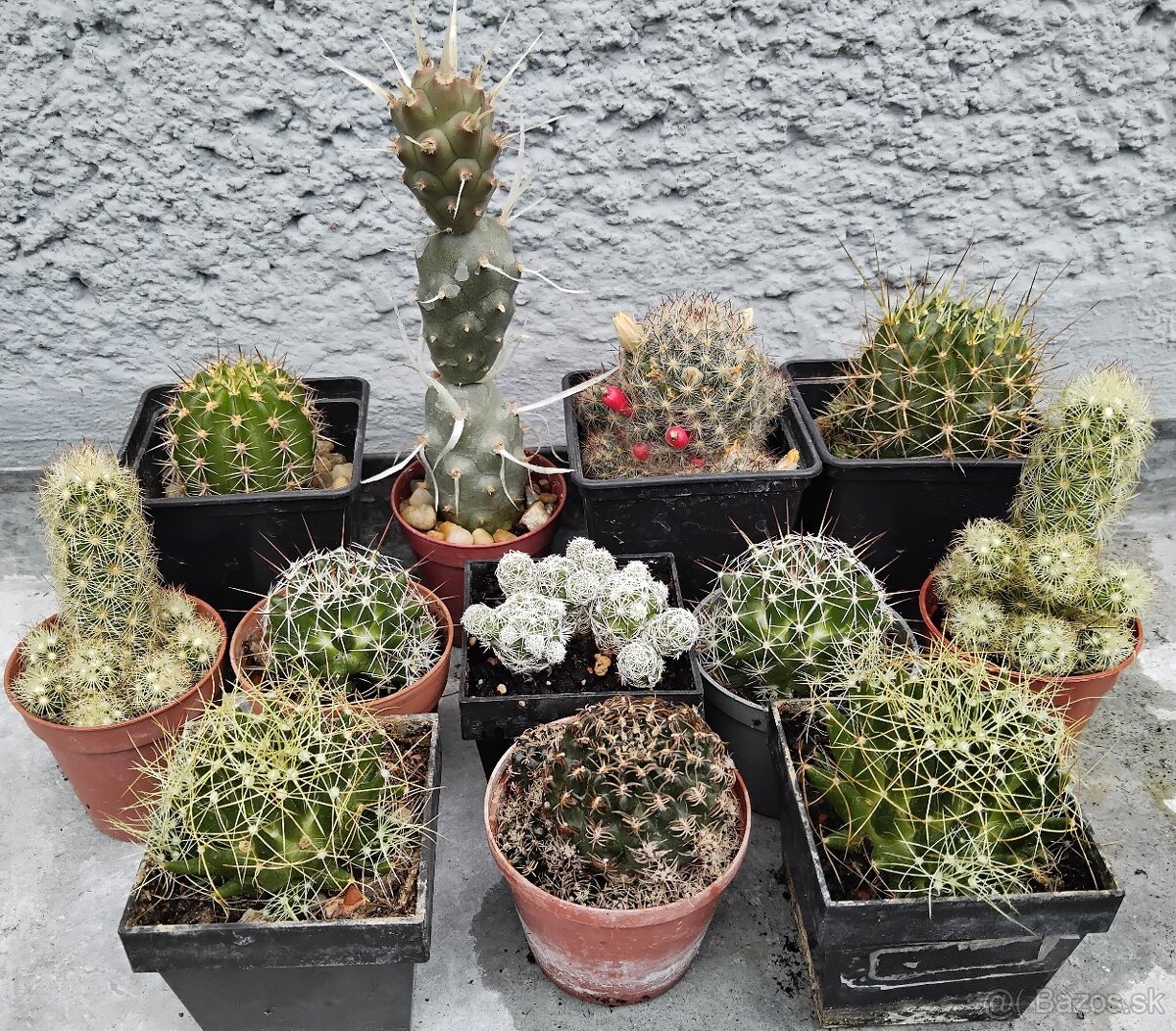 Nenáročné kaktusy