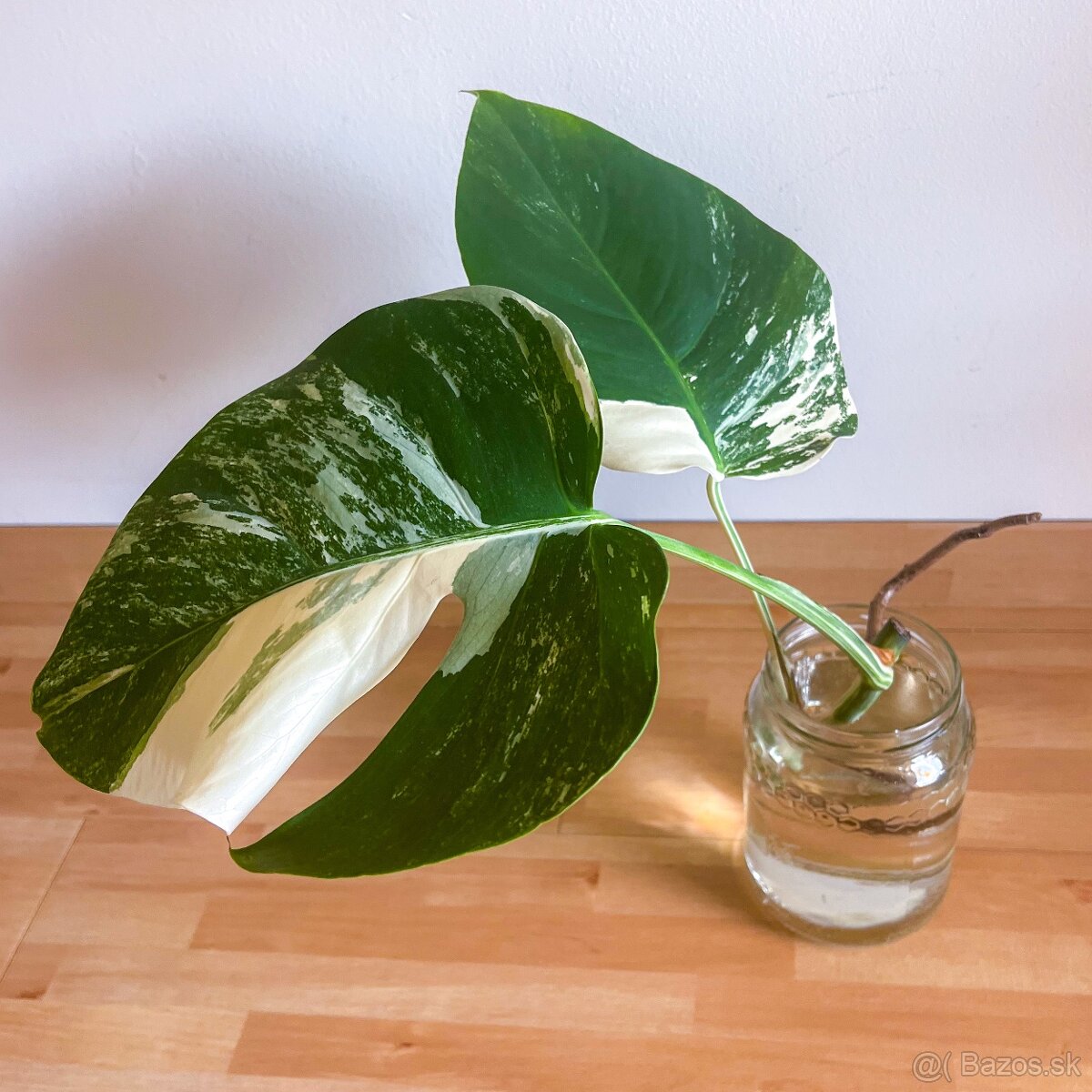 Panašovaná monstera variegata