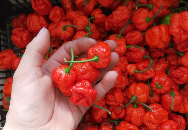 Trinidad Scorpion Moruga Red semienka