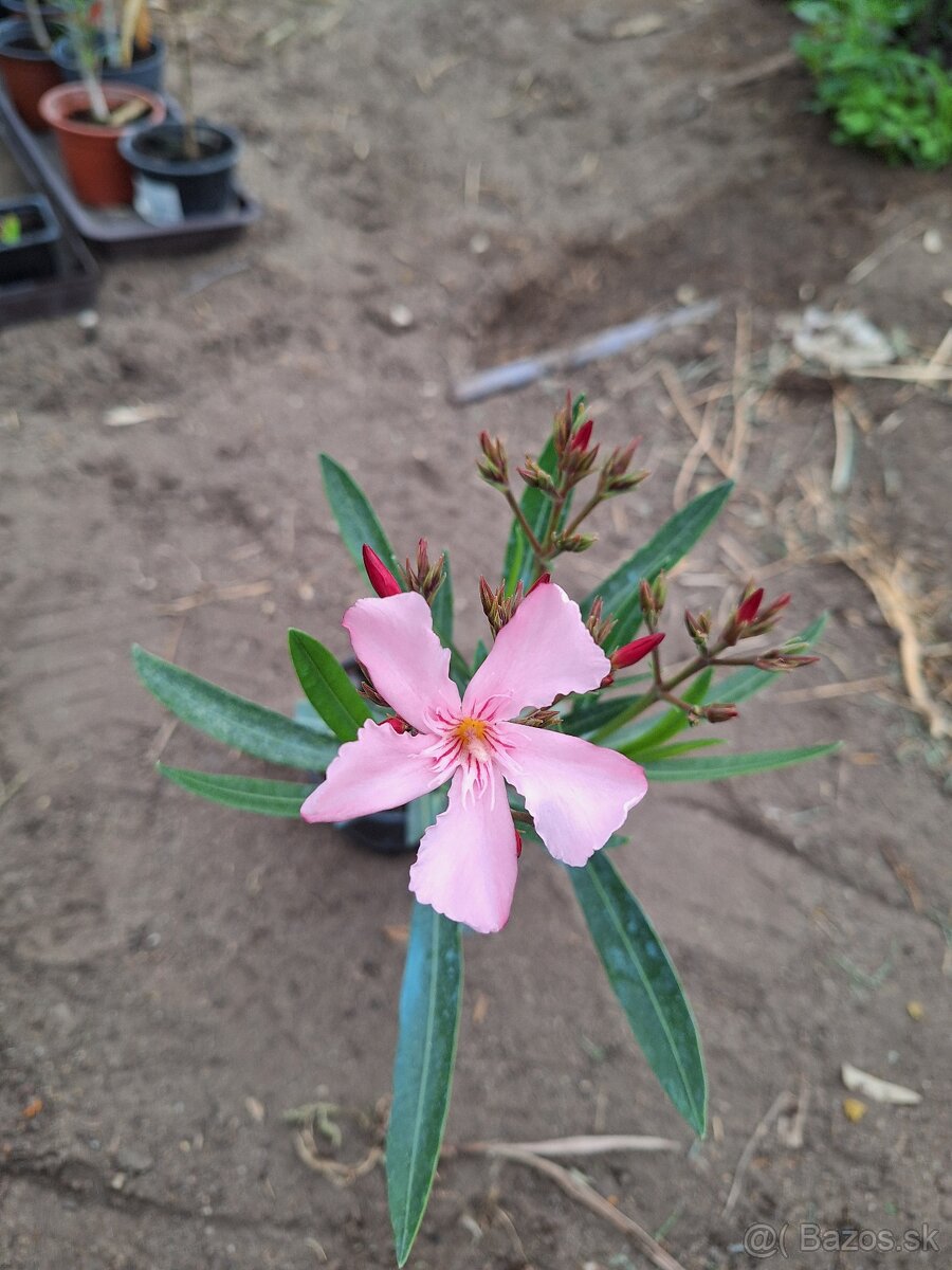 Oleander