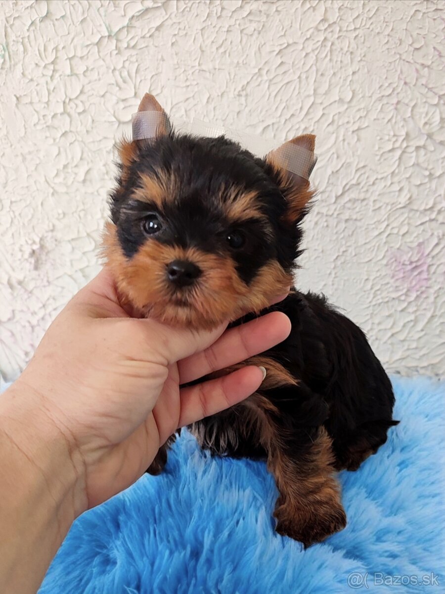 Yorkshire terrier - šteniatka s PP