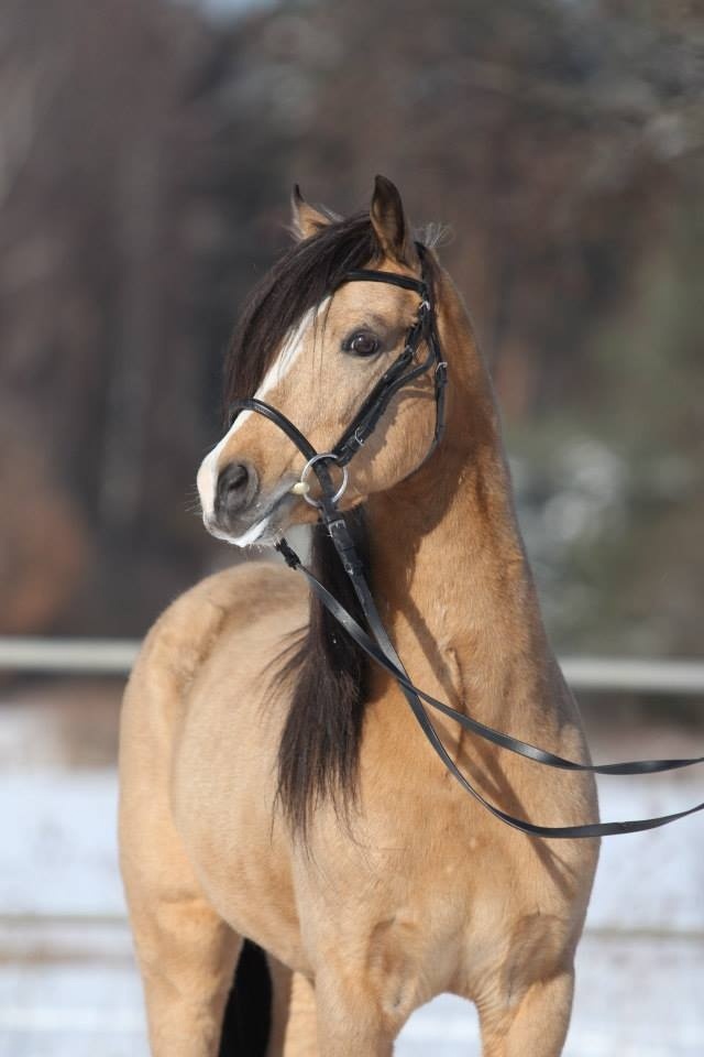 Připouštění Welsh pony