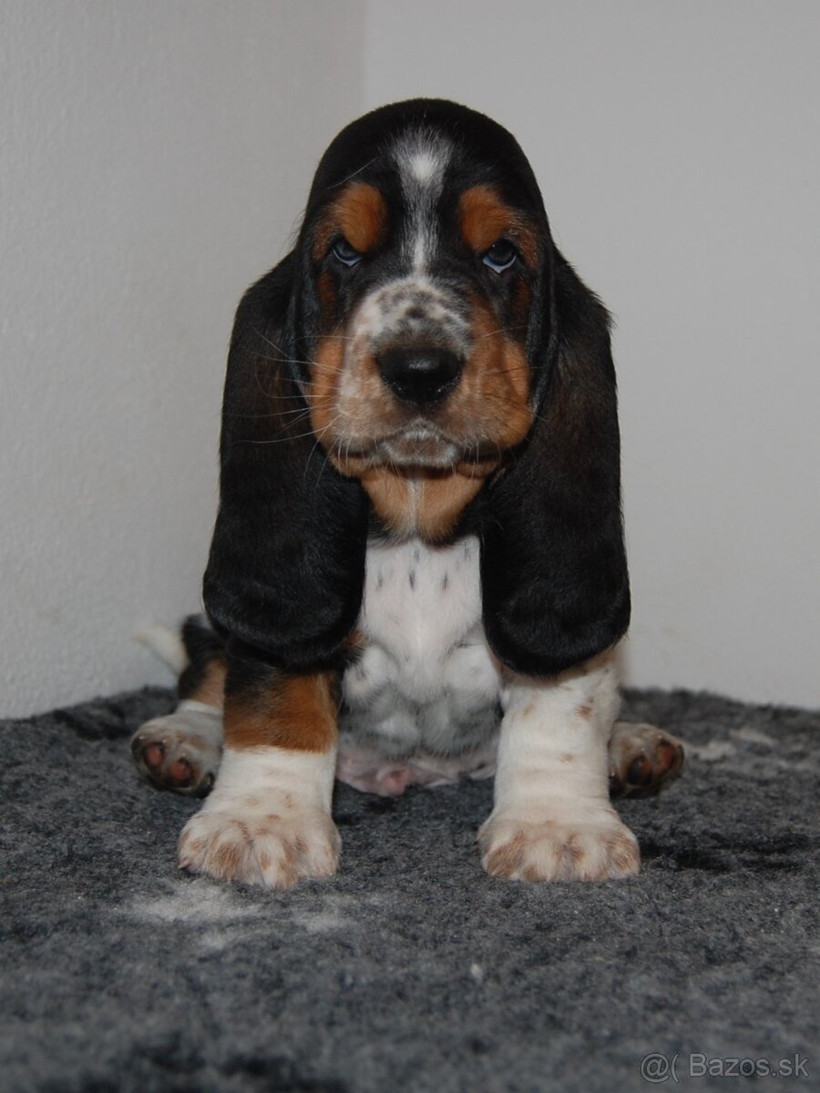 Basset hound šteniatka