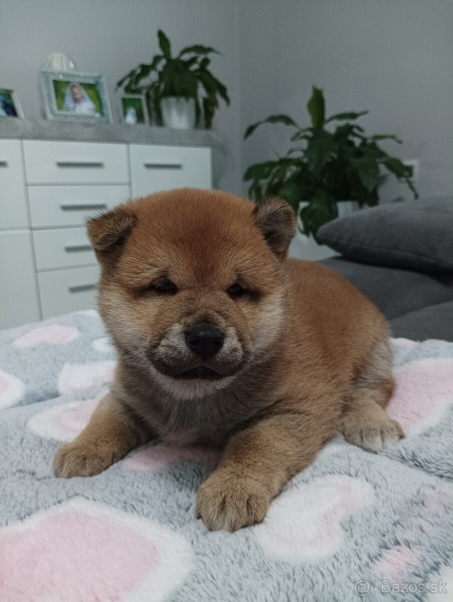 Shiba inu šteniatko