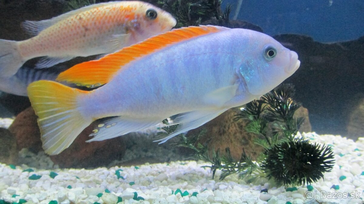 Pseudotropheus greshakei - Maylandia Ice Blue - 15cm