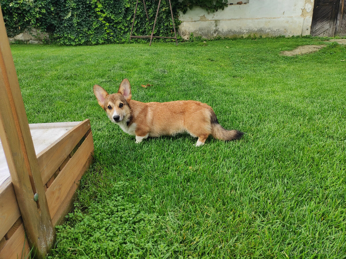 Welsh Corgi Pembroke s PP