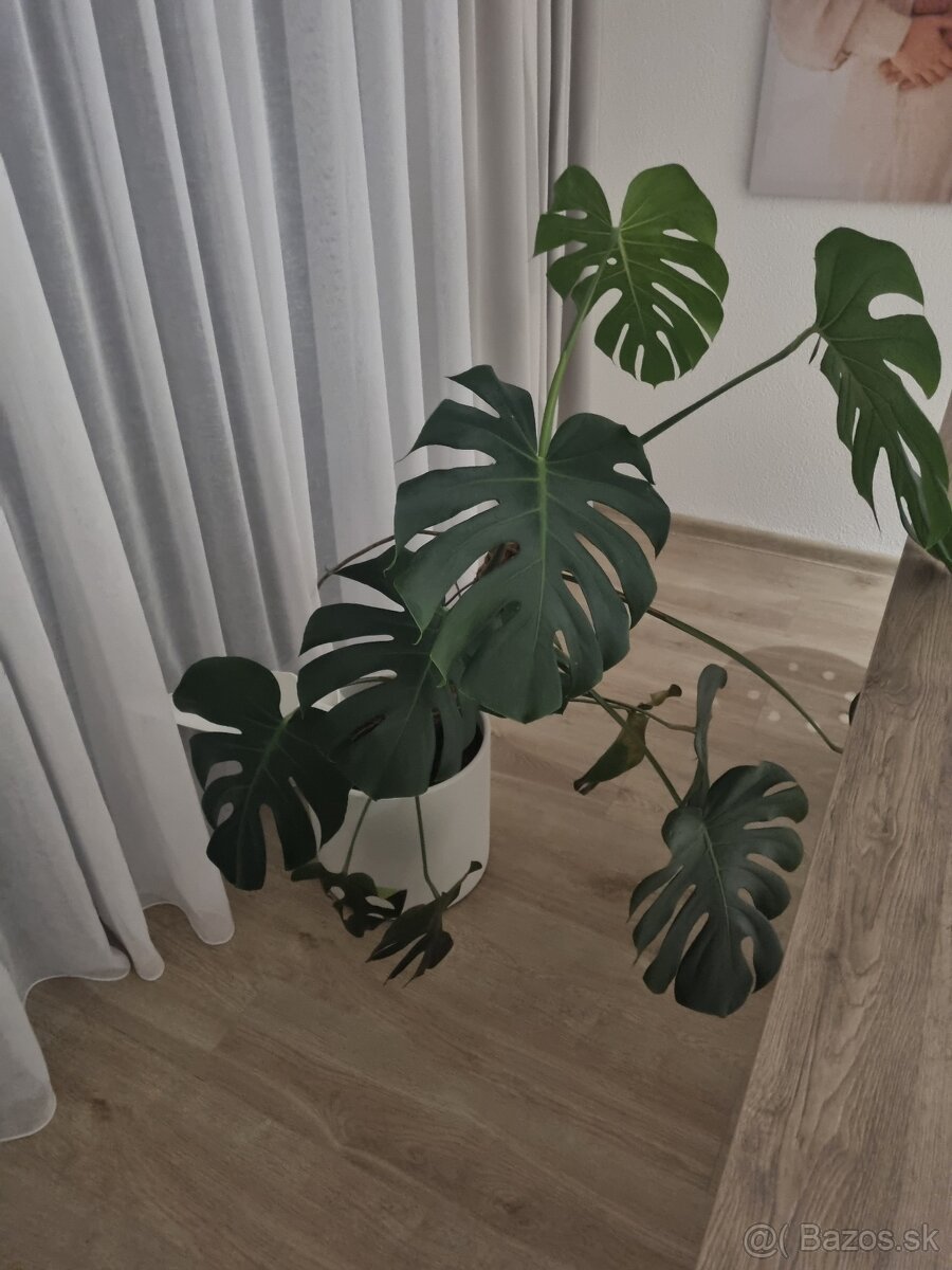 Monstera