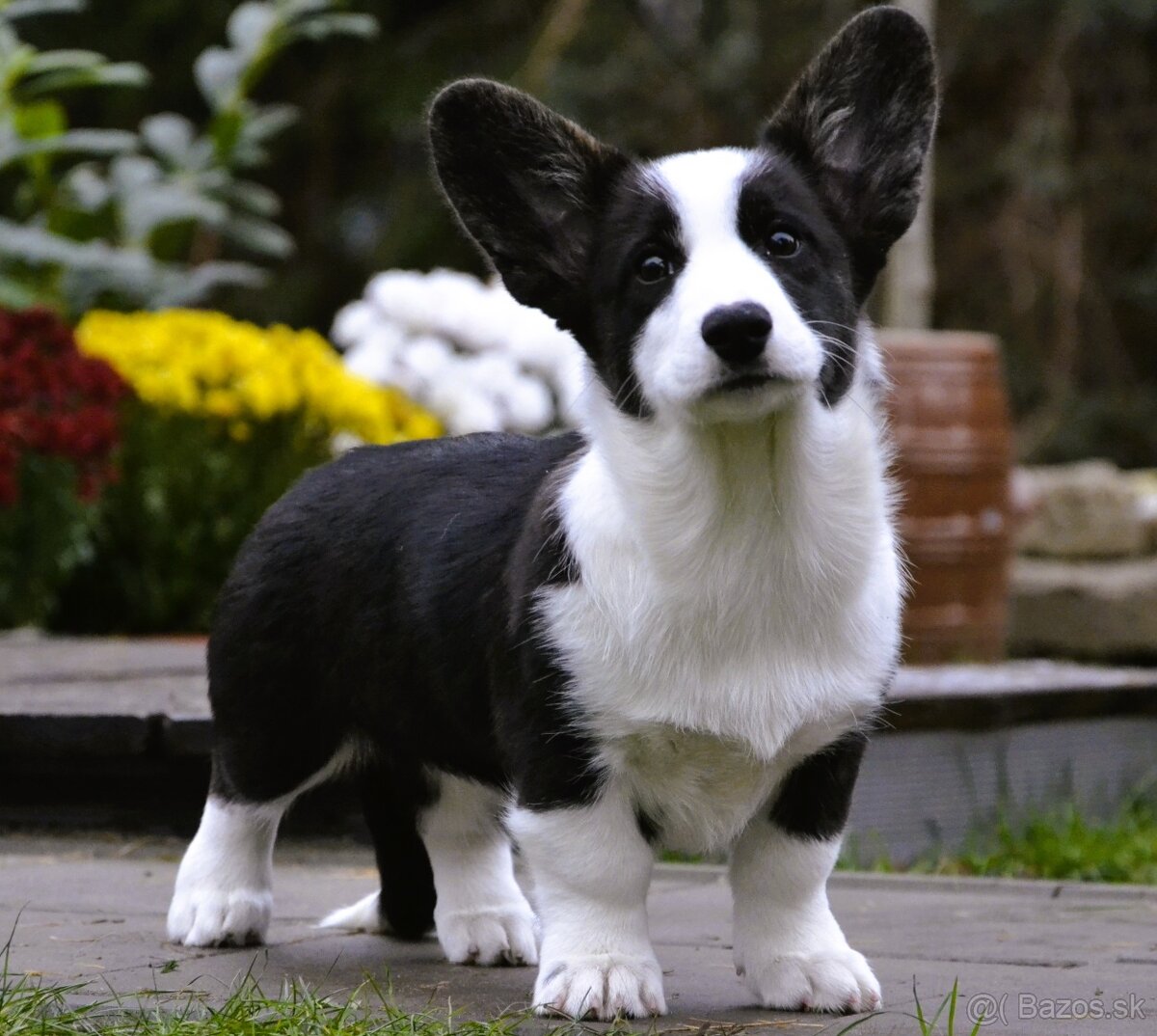 Welsh Corgi Cardigan FCI- krásná dívka