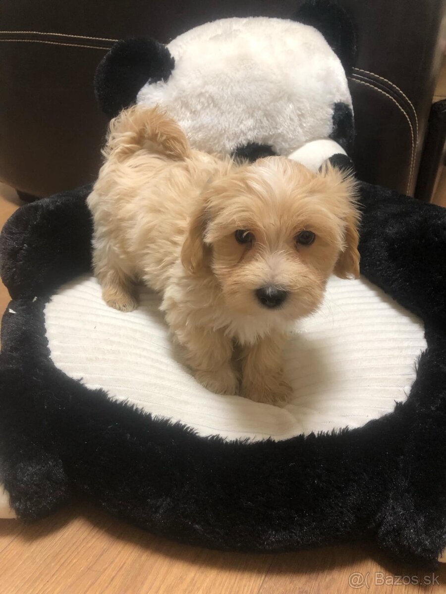 Maltipoo