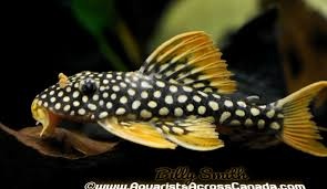 Prisavnik Pleco L014