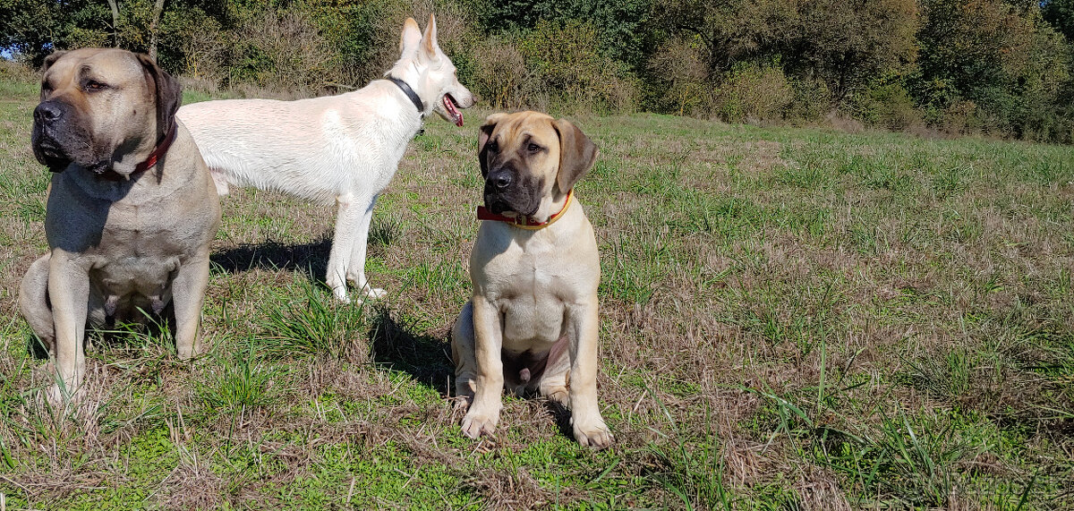 Predam krasne steniatko Kanarska Doga / Presa Canario s PP