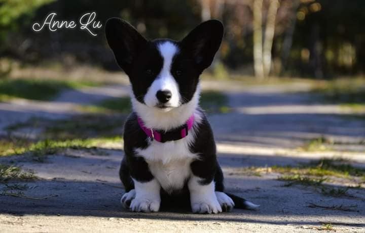 Welsh Corgi Cardigan Krásna FCI dievčina