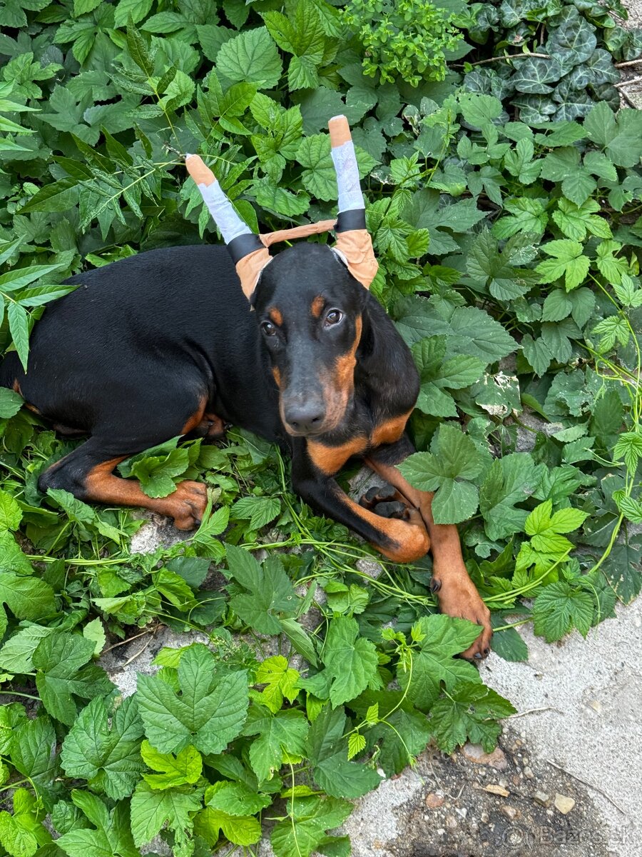 Doberman