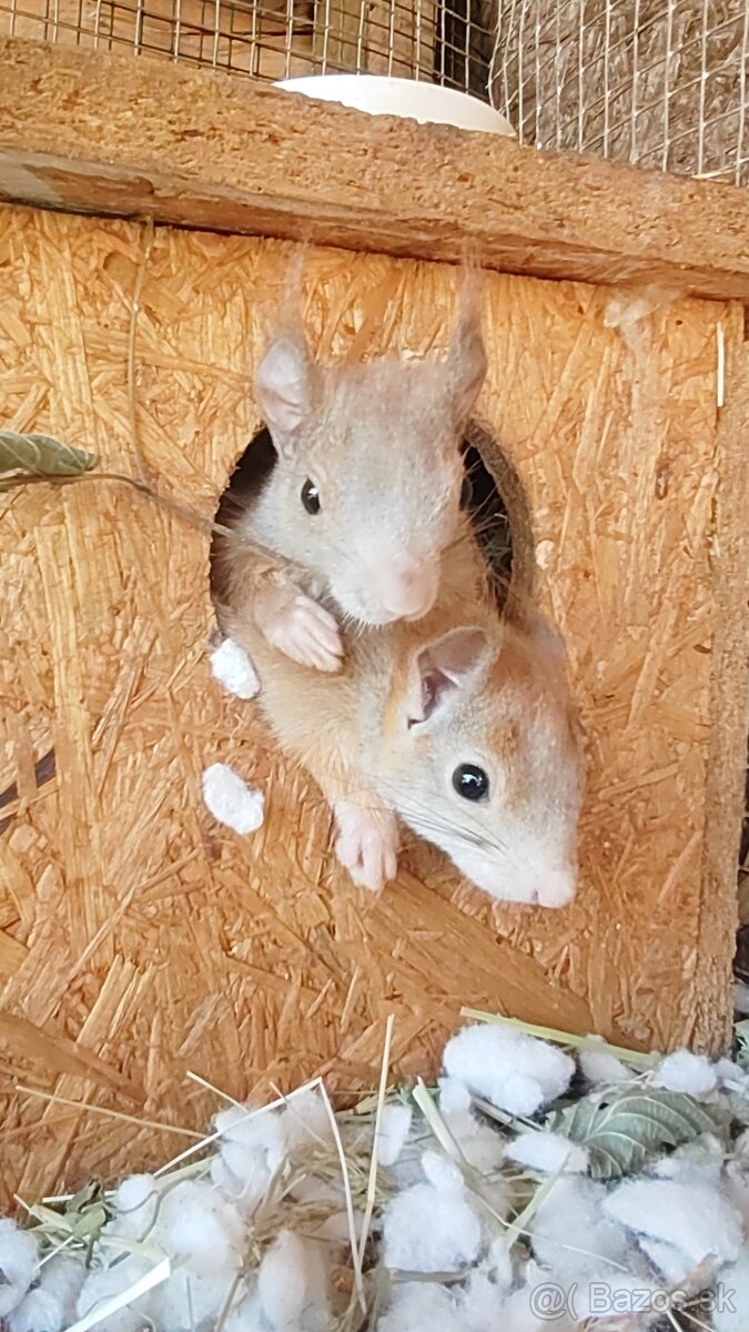 Veverička obyčajná Sciurus vulgaris