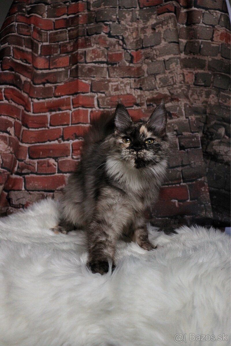 Mainská mývalia mačka / maine coon