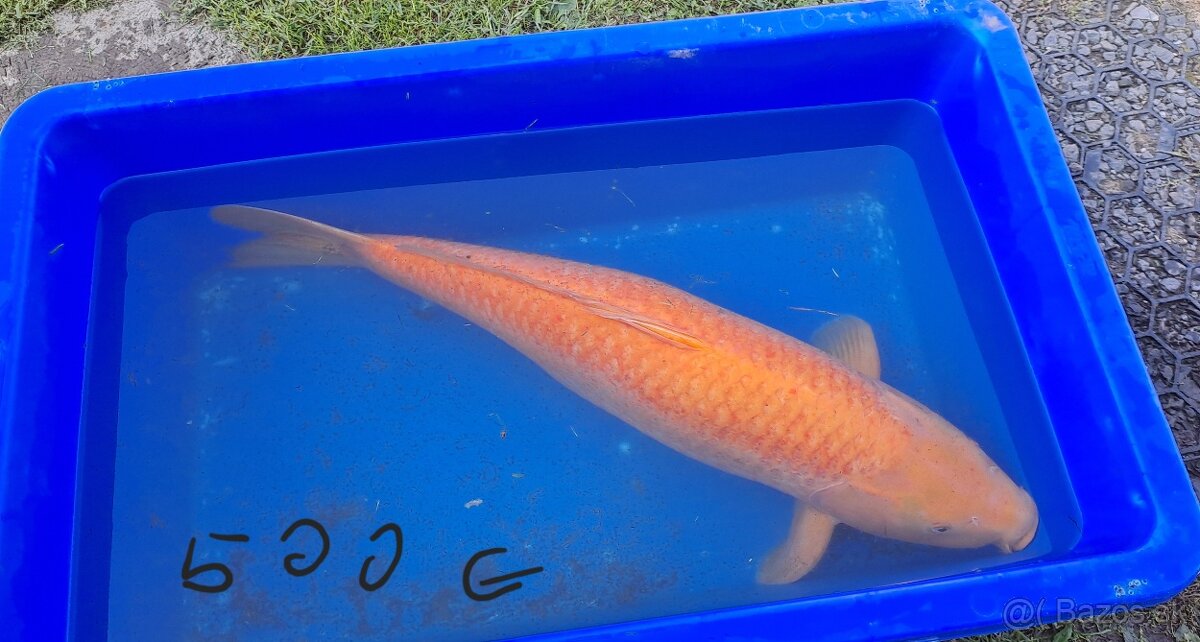 Koi Kapre