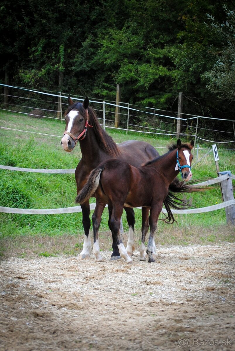 Welsh cob D