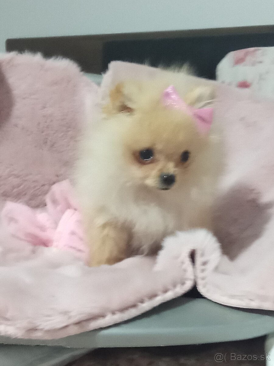 " tea cup" pomeranian " boo"