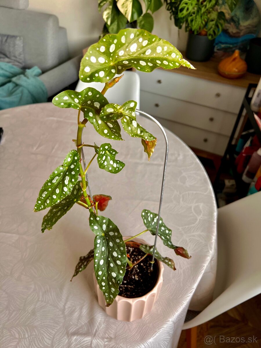 Izbova rastlina Begonia Maculata Polka Dot