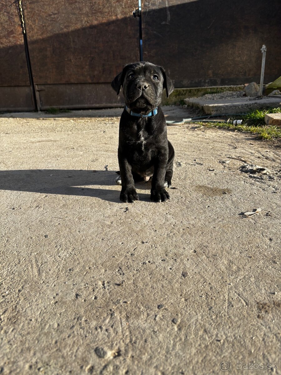 Predám/eladó Cane Corso