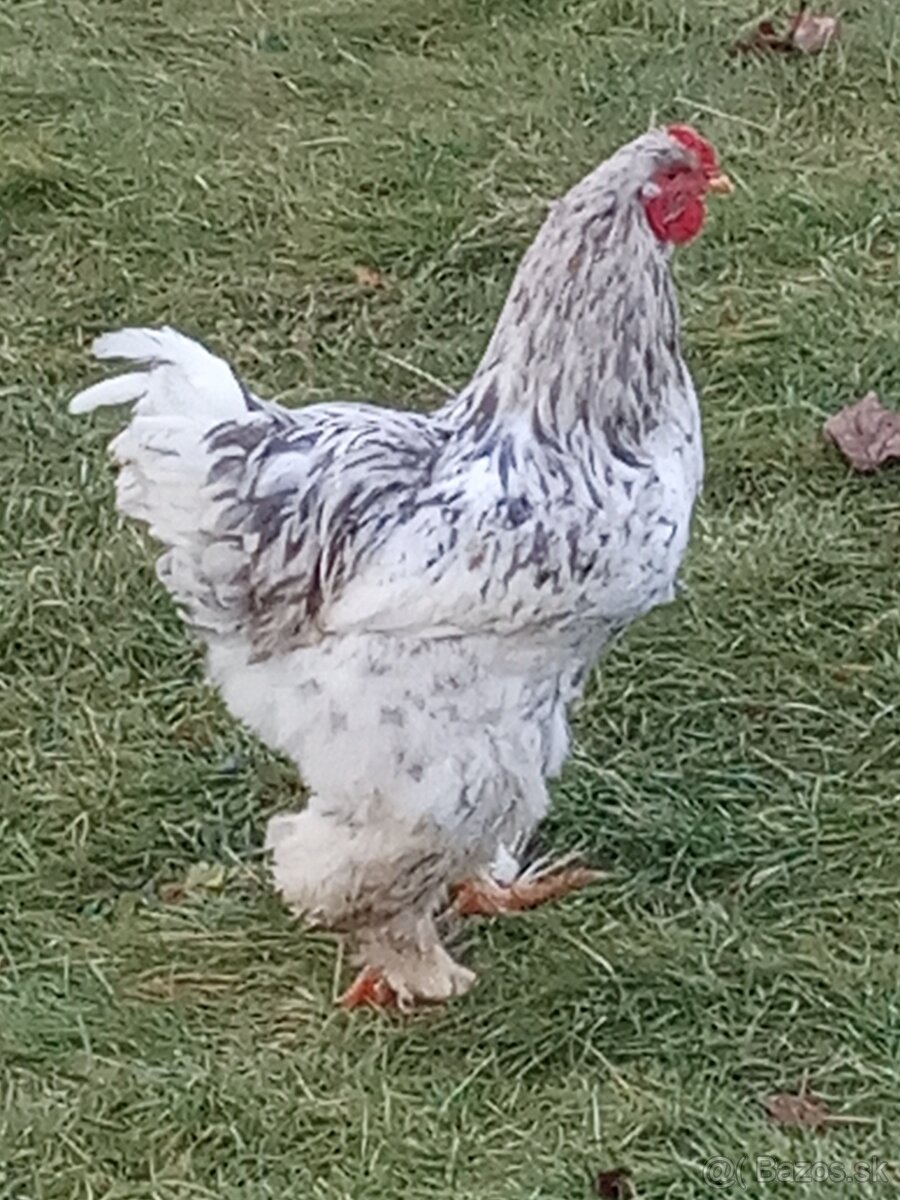 Brahmanka velka lavender splash