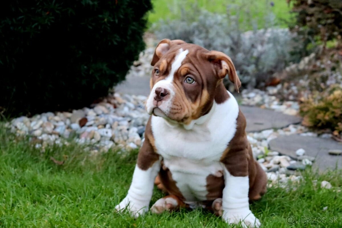 American Bully