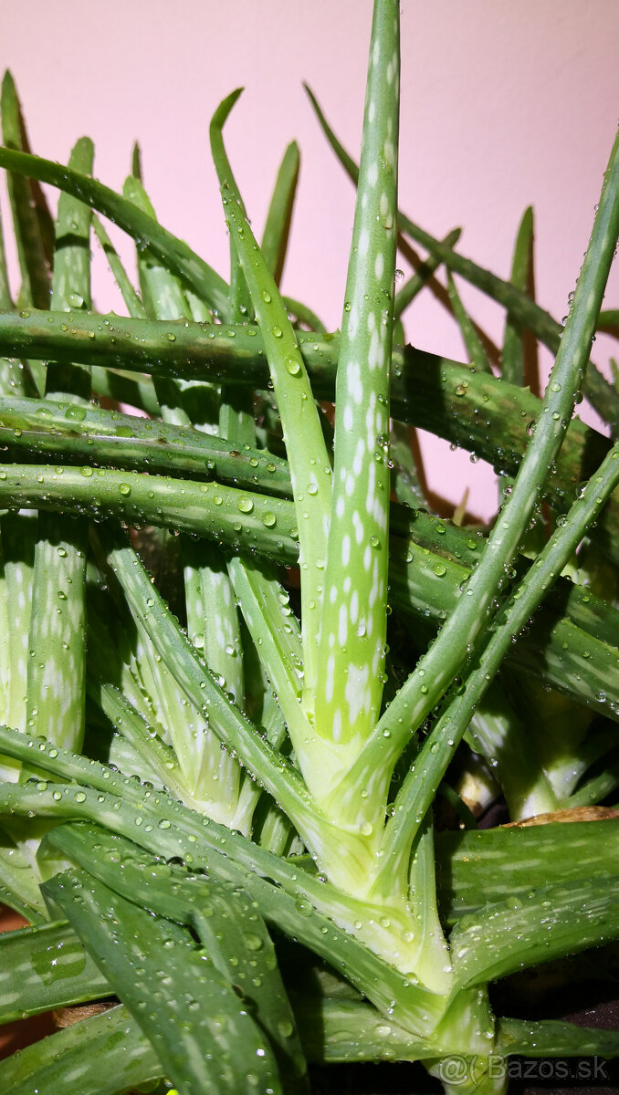 Predám Aloe Vera - Pravé (jedlé) Aloe