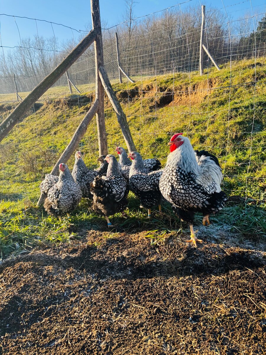 Wyandotka strieborná - čiernolemovaná