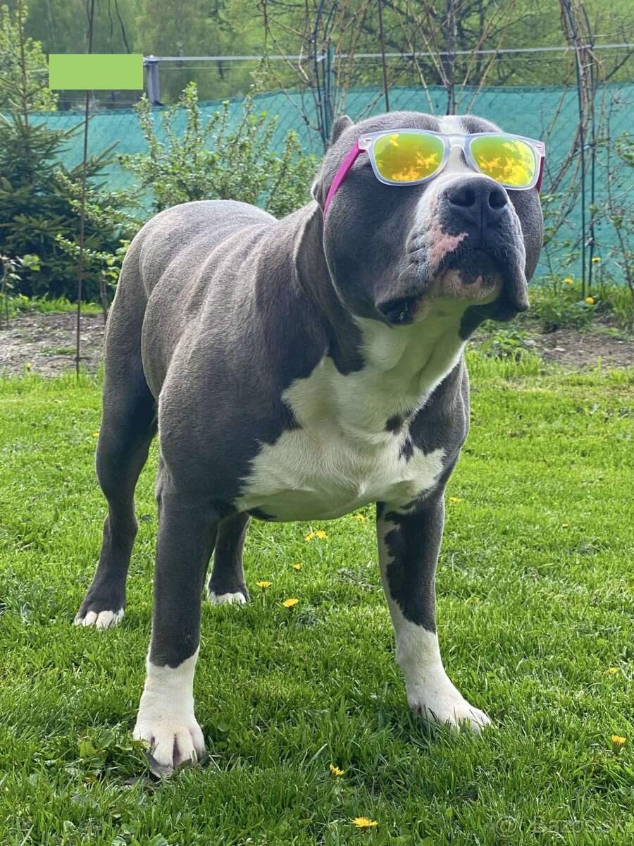 Krytie - STAFORD - AMERICKÝ STAFORDŠÍRSKY TERIÉR (amstaff)