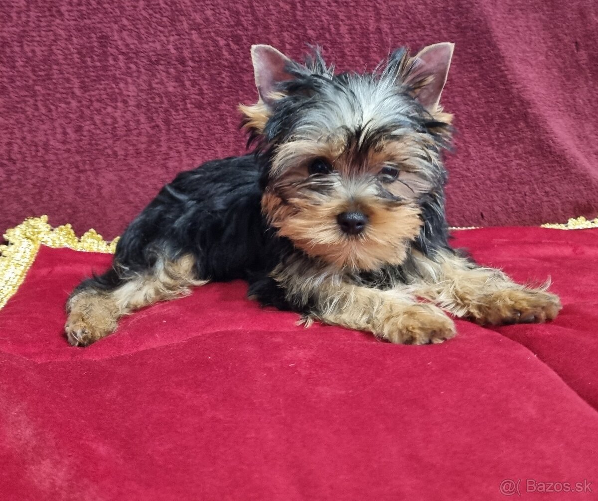 Yorkshire terrier