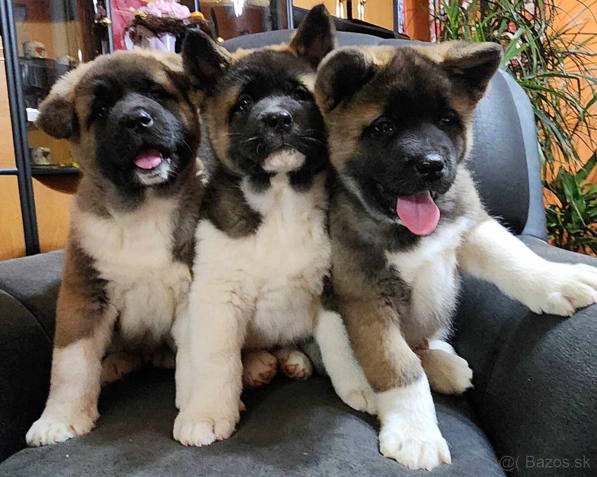 Americká akita (American akita)