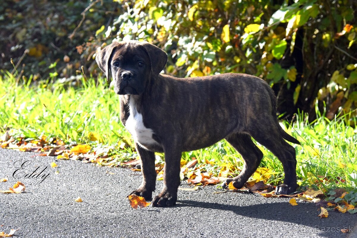 Cane Corso s PP FCI -