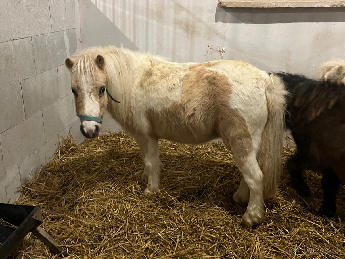 Kobyla pony Shetland