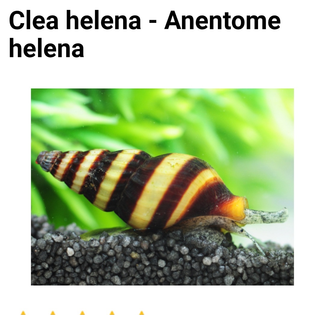 Clea helena