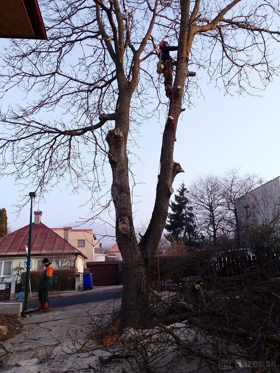 Orech, Orechové drevo, orechový kmeň