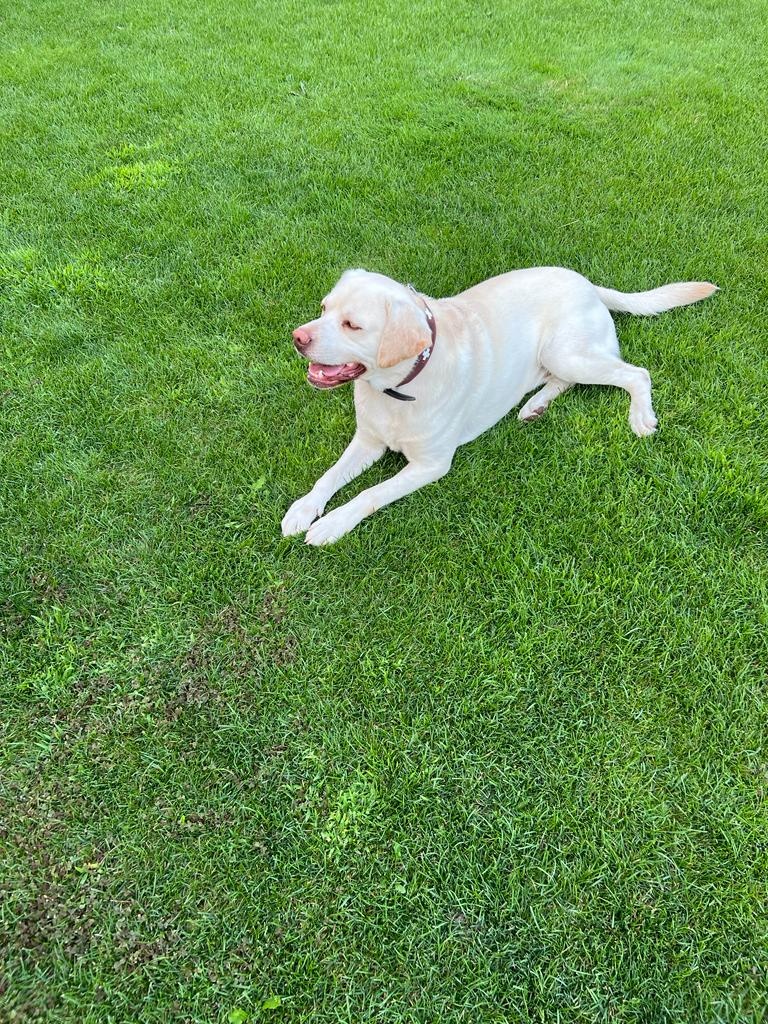 Darujem šikovného a hravého bieleho Labradora