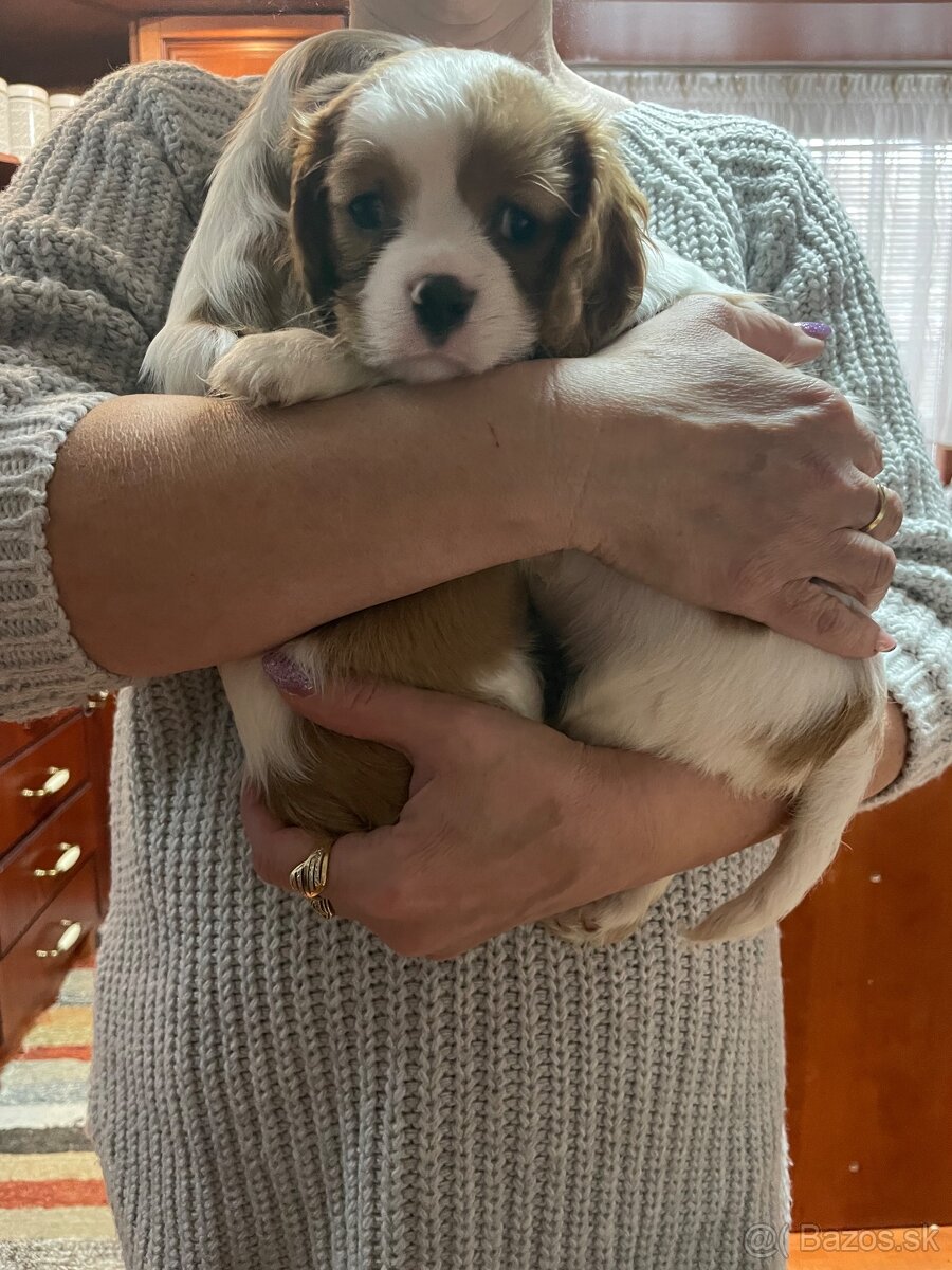 Cavalier King Charles Španiel