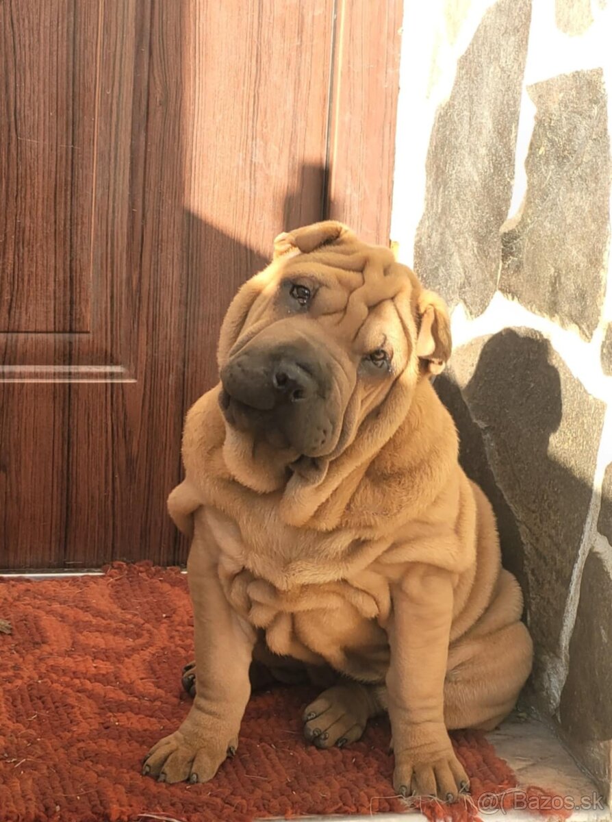 Shar-pei , šarpei