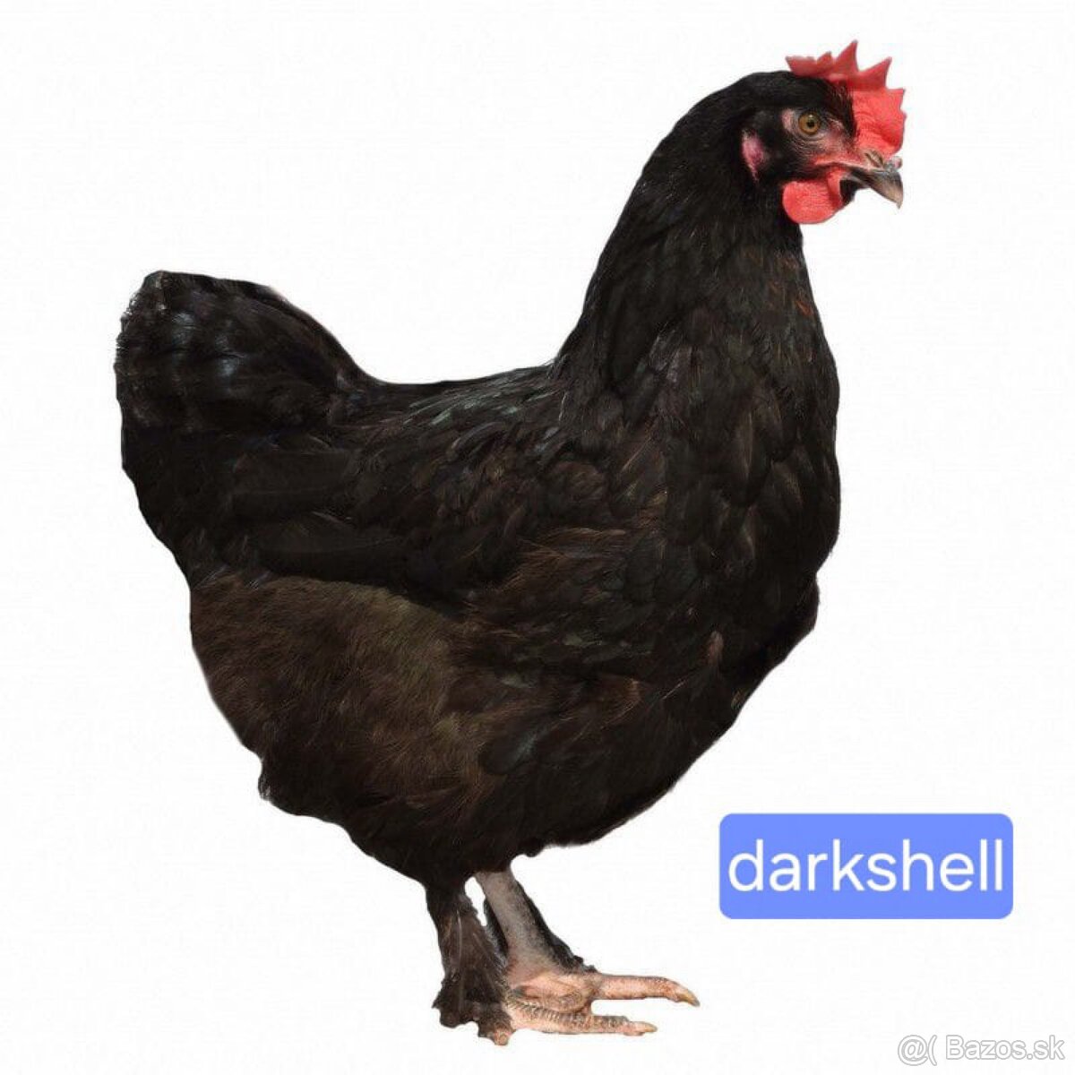 Darkshell - tmavohnedá škrupina vajec