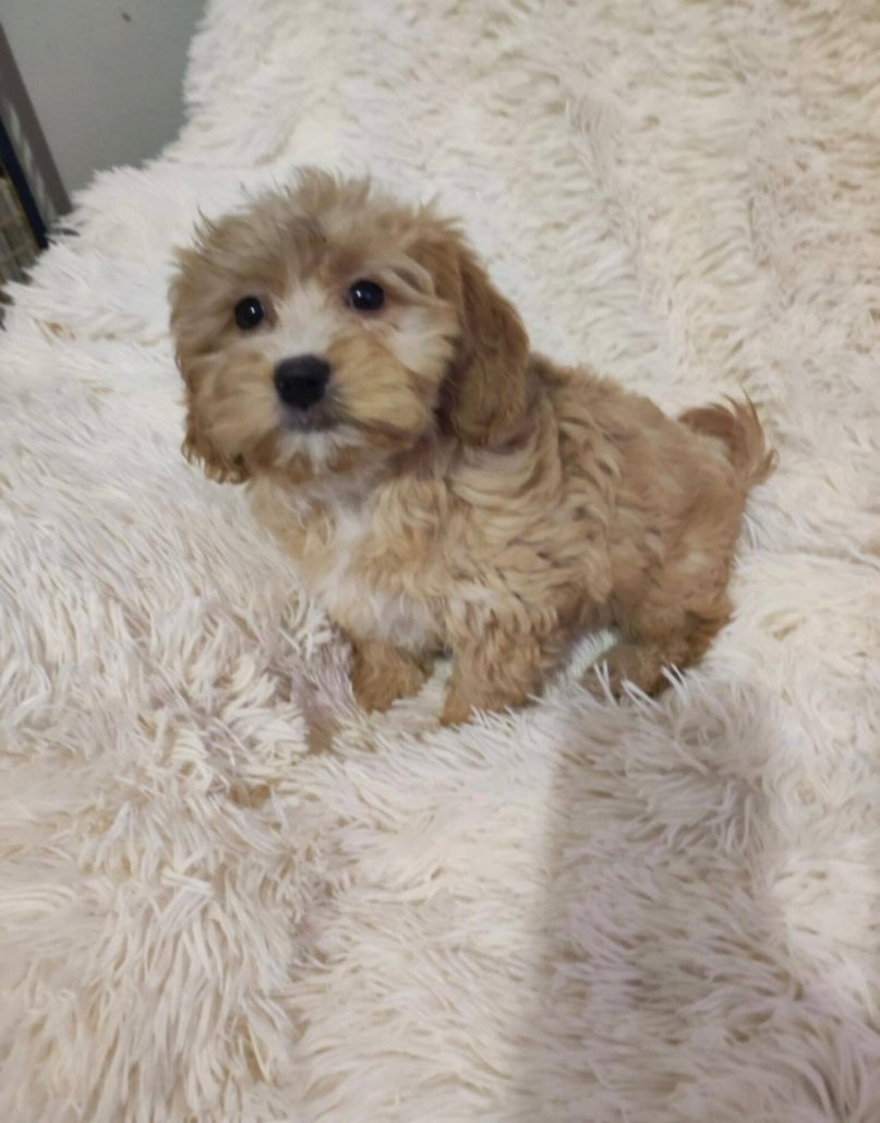 Maltipoo