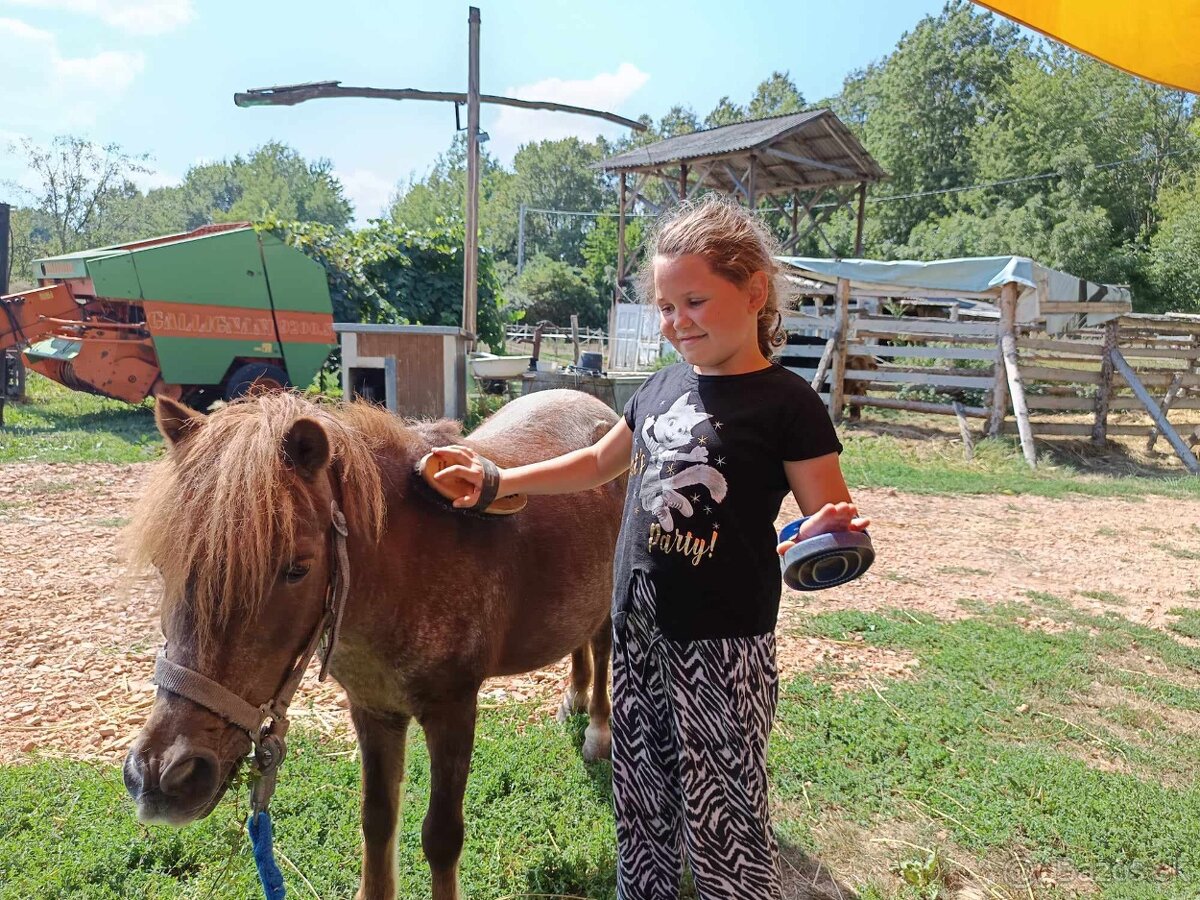 Predam shetland pony kobylu